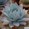 Echeveria Cante Seeds - 20 Pack for Stunning Succulent Collection - Image 1