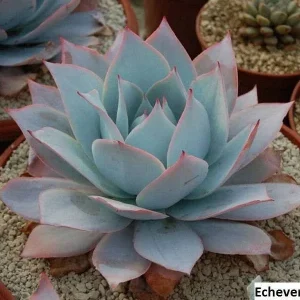 Echeveria Cante Seeds - 20 Pack for Stunning Succulent Collection - Image 4
