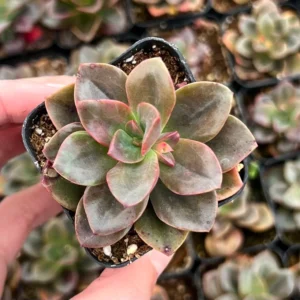 Echeveria Chroma Live Succulent Plant - 2 inch Pot - Indoor/Outdoor - Image 2