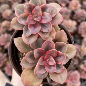 Echeveria Chroma Live Succulent Plant - 2 inch Pot - Indoor/Outdoor - Image 3