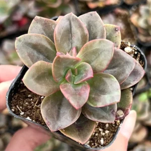 Echeveria Chroma Live Succulent Plant - 2 inch Pot - Indoor/Outdoor - Image 1