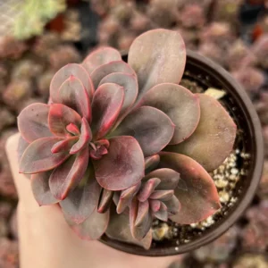 Echeveria Chroma Live Succulent Plant - 2 inch Pot - Indoor/Outdoor - Image 5