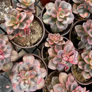 Echeveria Chroma Live Succulent Plant - 2 inch Pot - Indoor/Outdoor - Image 9