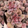 Echeveria Chroma Succulent Live Plant – 4 inch Pot – Multiple Heads - Image 1