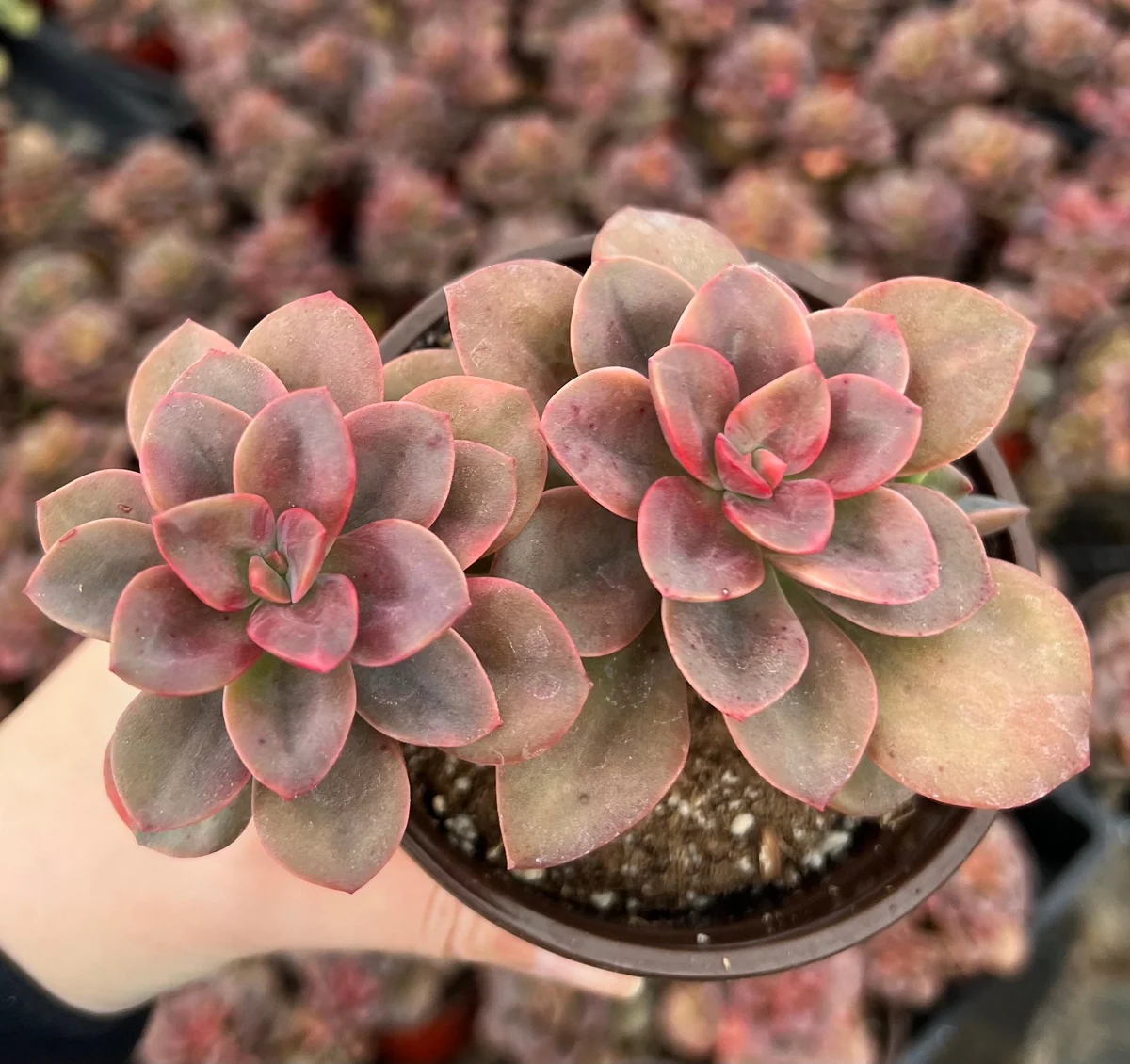 Echeveria Chroma Succulent Live Plant – 4 inch Pot – Multiple Heads - Image 2