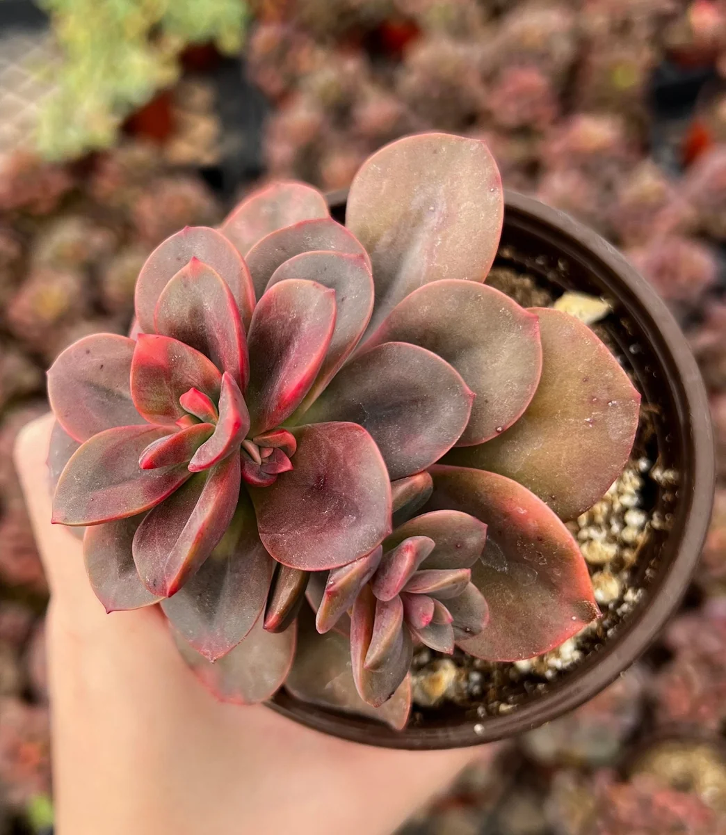 Echeveria Chroma Succulent Live Plant – 4 inch Pot – Multiple Heads - Image 3