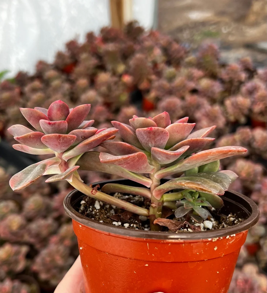 Echeveria Chroma Succulent Live Plant – 4 inch Pot – Multiple Heads - Image 4