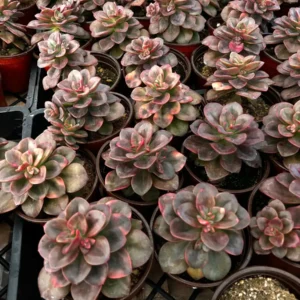 Echeveria Chroma Succulent Live Plant – 4 inch Pot – Multiple Heads - Image 5