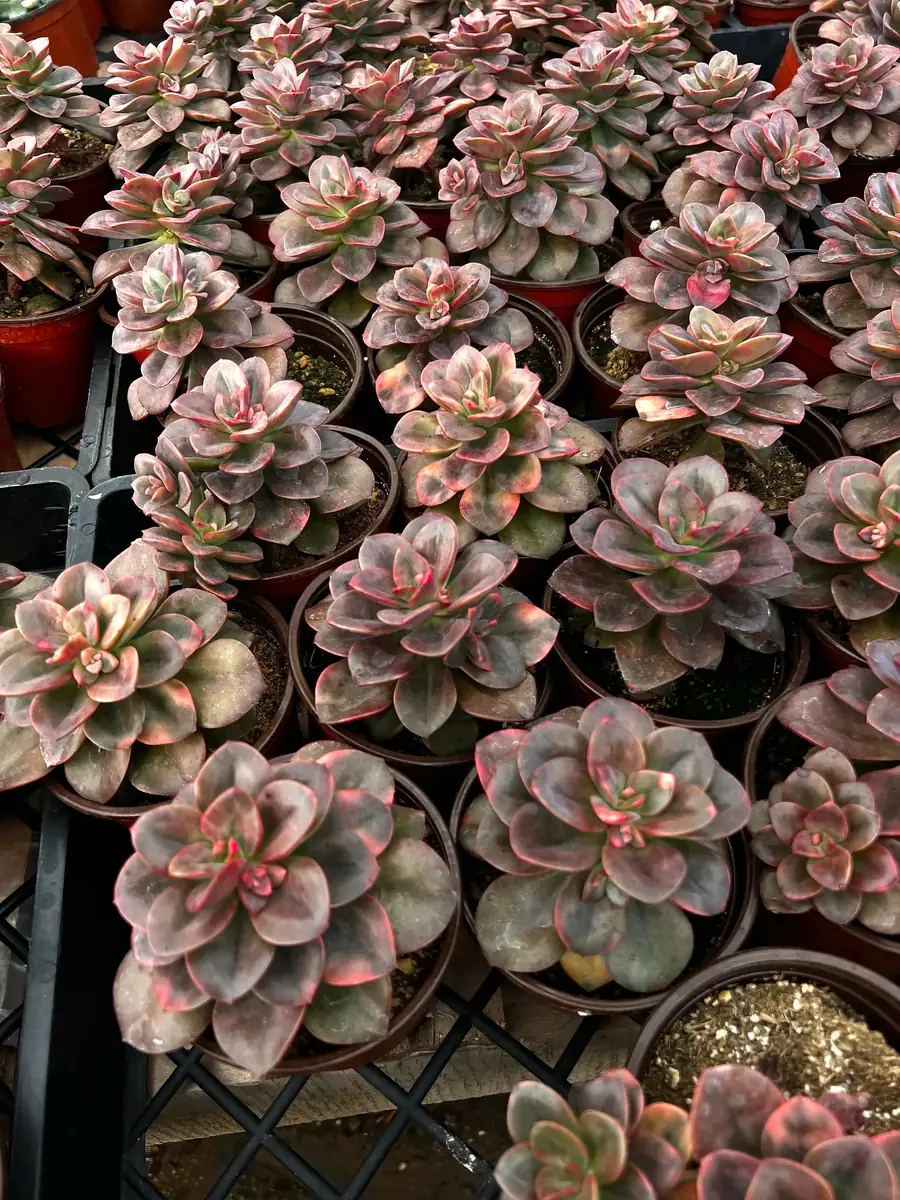 Echeveria Chroma Succulent Live Plant – 4 inch Pot – Multiple Heads - Image 5
