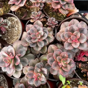 Echeveria Chroma Succulent Live Plant – 4 inch Pot – Multiple Heads - Image 6