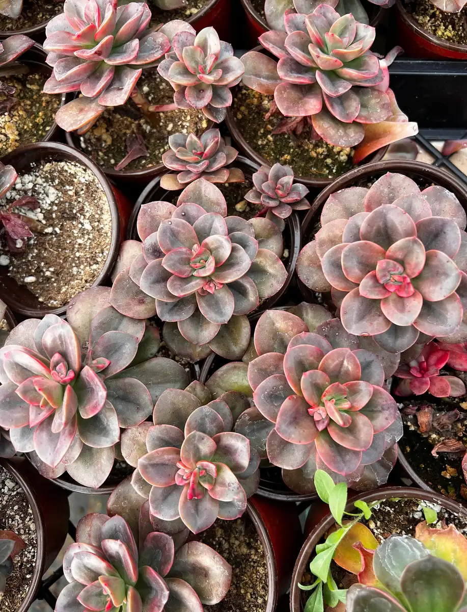 Echeveria Chroma Succulent Live Plant – 4 inch Pot – Multiple Heads - Image 6