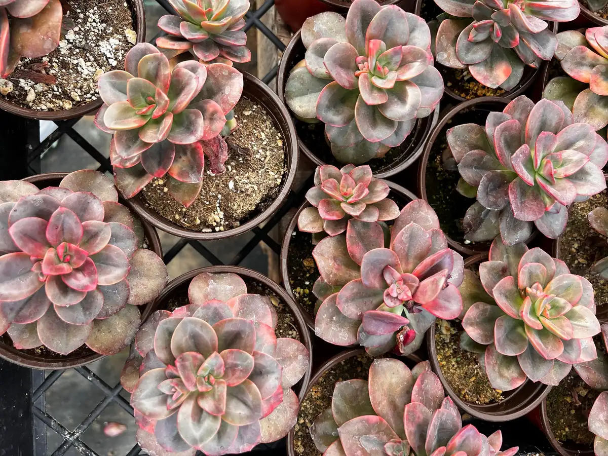 Echeveria Chroma Succulent Live Plant – 4 inch Pot – Multiple Heads - Image 7