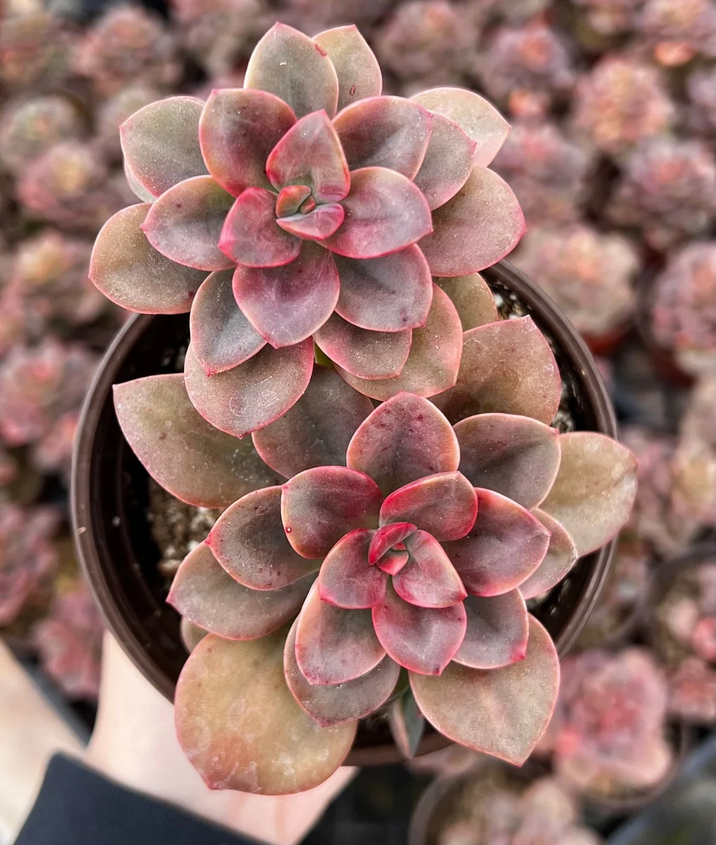 Echeveria Chroma Succulent Live Plant – 4 inch Pot – Multiple Heads - Image 1