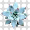 Echeveria colorata 'Brandtii' Succulent Plant - Live Plant - Easy Care - Image 1