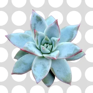 Echeveria colorata 'Brandtii' Succulent Plant - Live Plant - Easy Care - Image 2
