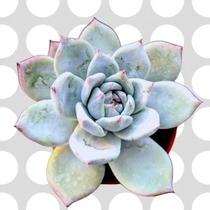 Echeveria colorata 'Brandtii' Succulent Plant - Live Plant - Easy Care - Image 3