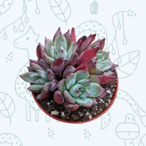 Echeveria colorata 'Brandtii' Succulent Plant - Live Plant - Easy Care - Image 5