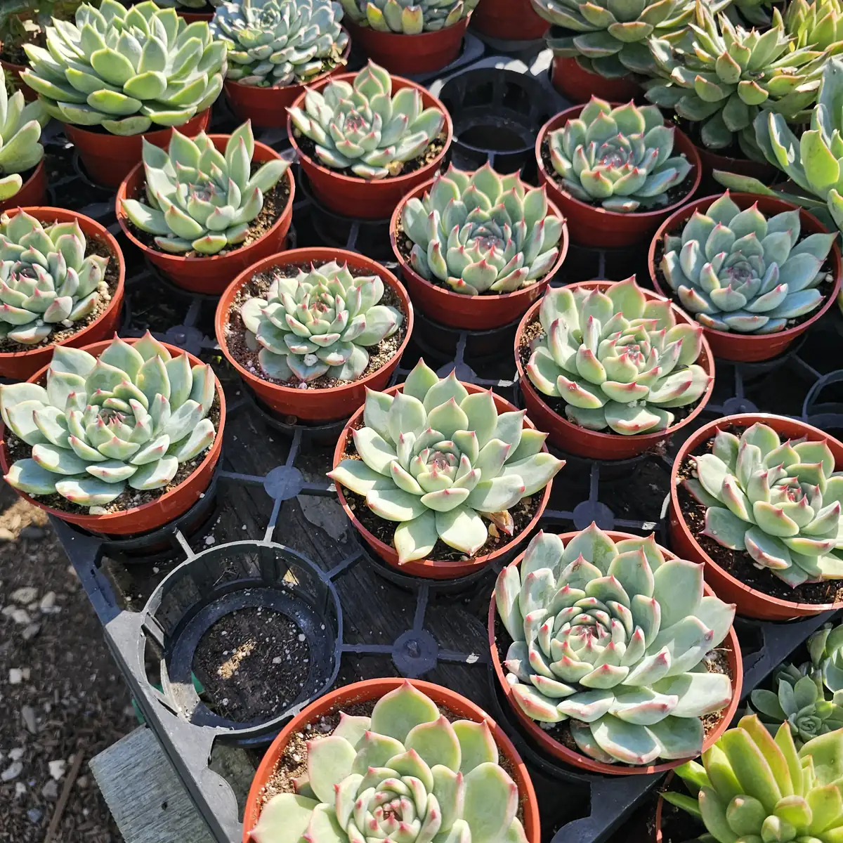 Echeveria Colorata Live Succulent Plant – Colorful, Low Maintenance, Drought-Tolerant, 4in Pot - Image 2