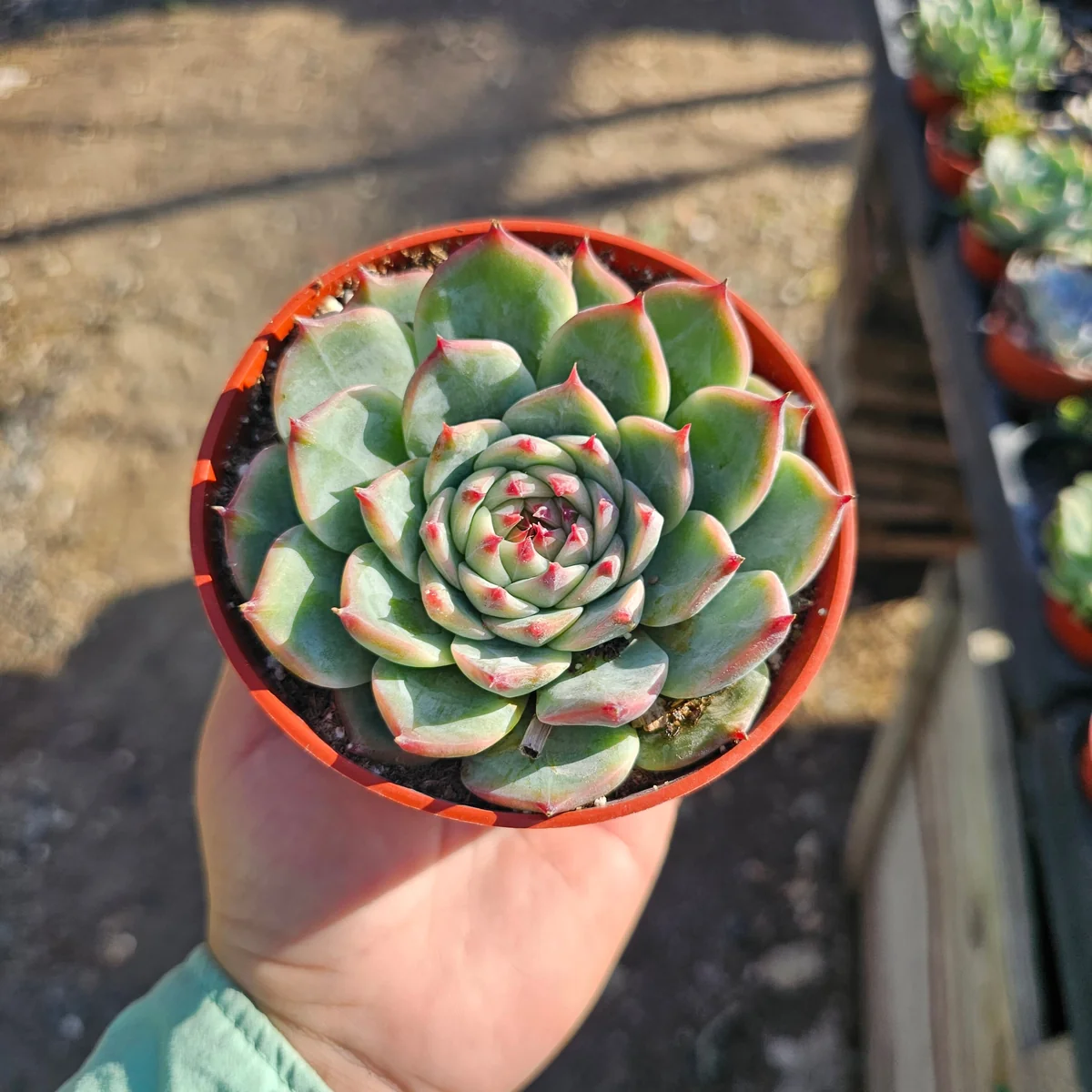 Echeveria Colorata Live Succulent Plant – Colorful, Low Maintenance, Drought-Tolerant, 4in Pot - Image 3