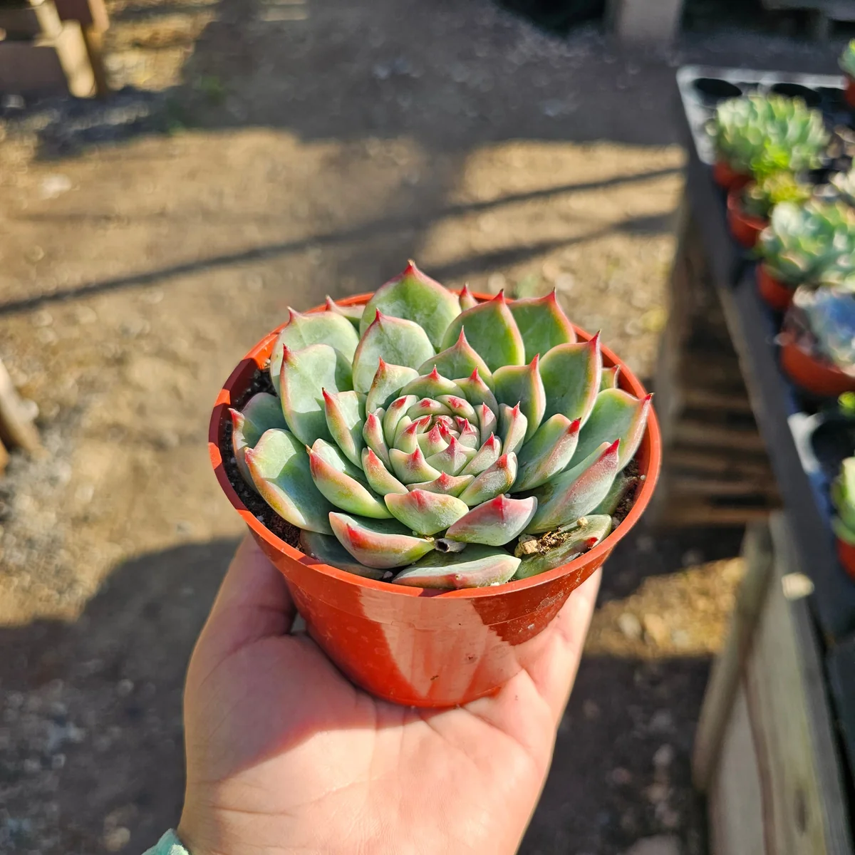 Echeveria Colorata Live Succulent Plant – Colorful, Low Maintenance, Drought-Tolerant, 4in Pot - Image 4