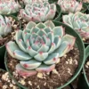 Echeveria Colorata Live Succulent Plant - Pink Rosette - 2'' or 4'' Pot - Image 1