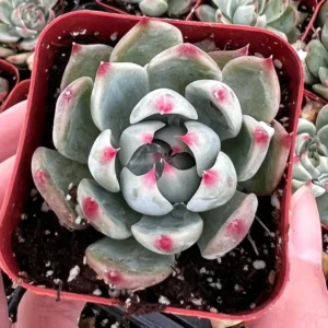 Echeveria Colorata Live Succulent Plant - Pink Rosette - 2'' or 4'' Pot - Image 2