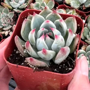 Echeveria Colorata Live Succulent Plant - Pink Rosette - 2'' or 4'' Pot - Image 3