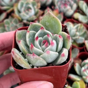 Echeveria Colorata Live Succulent Plant - Pink Rosette - 2'' or 4'' Pot - Image 4