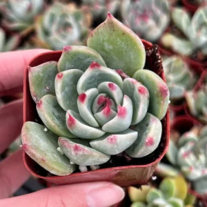 Echeveria Colorata Live Succulent Plant - Pink Rosette - 2'' or 4'' Pot - Image 5