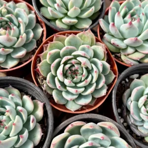 Echeveria Colorata Live Succulent Plant - Pink Rosette - 2'' or 4'' Pot - Image 6