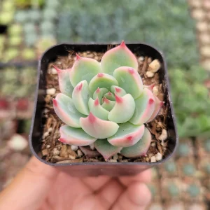 Echeveria Colorata Succulent Plant – Live Potted Houseplant – Easy Care - Image 3