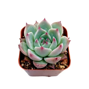 Echeveria Colorata Succulent Plant – Live Potted Houseplant – Easy Care - Image 1