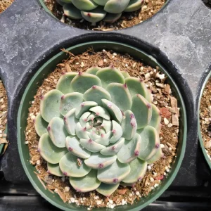 Echeveria Colorata Succulent Plant – Live Potted Houseplant – Easy Care - Image 6