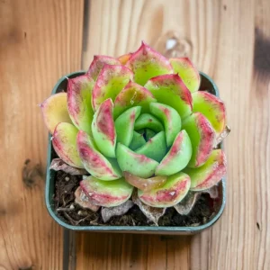 Echeveria 'Cris' Succulent Live Plant - Drought Tolerant Indoor/Outdoor - Image 1
