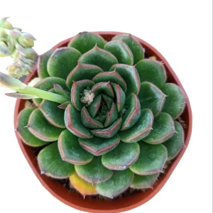 Echeveria 'Cris' Succulent Live Plant - Drought Tolerant Indoor/Outdoor - Image 4