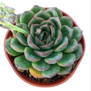 Echeveria 'Cris' Succulent Live Plant - Drought Tolerant Indoor/Outdoor - Image 5