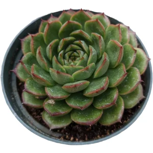 Echeveria 'Cris' Succulent Live Plant - Drought Tolerant Indoor/Outdoor - Image 6