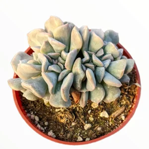 Echeveria 'Cubic Frost' Crest Succulent Live Plant - Unique Form & Easy Care - Image 1