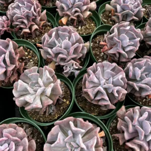 Echeveria Cubic Frost Live Plant - Pink Succulent - 2