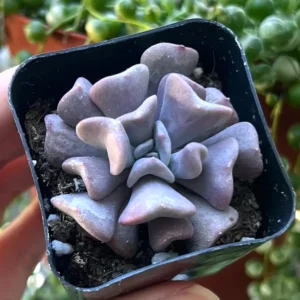 Echeveria Cubic Frost Live Plant - Pink Succulent - 2