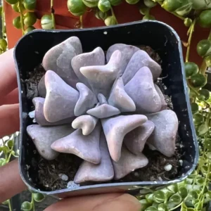 Echeveria Cubic Frost Live Plant - Pink Succulent - 2