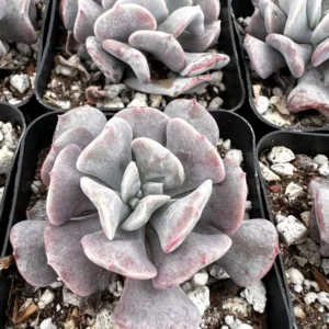 Echeveria Cubic Frost Live Plant - Pink Succulent - 2