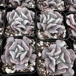 Echeveria Cubic Frost Live Plant - Pink Succulent - 2