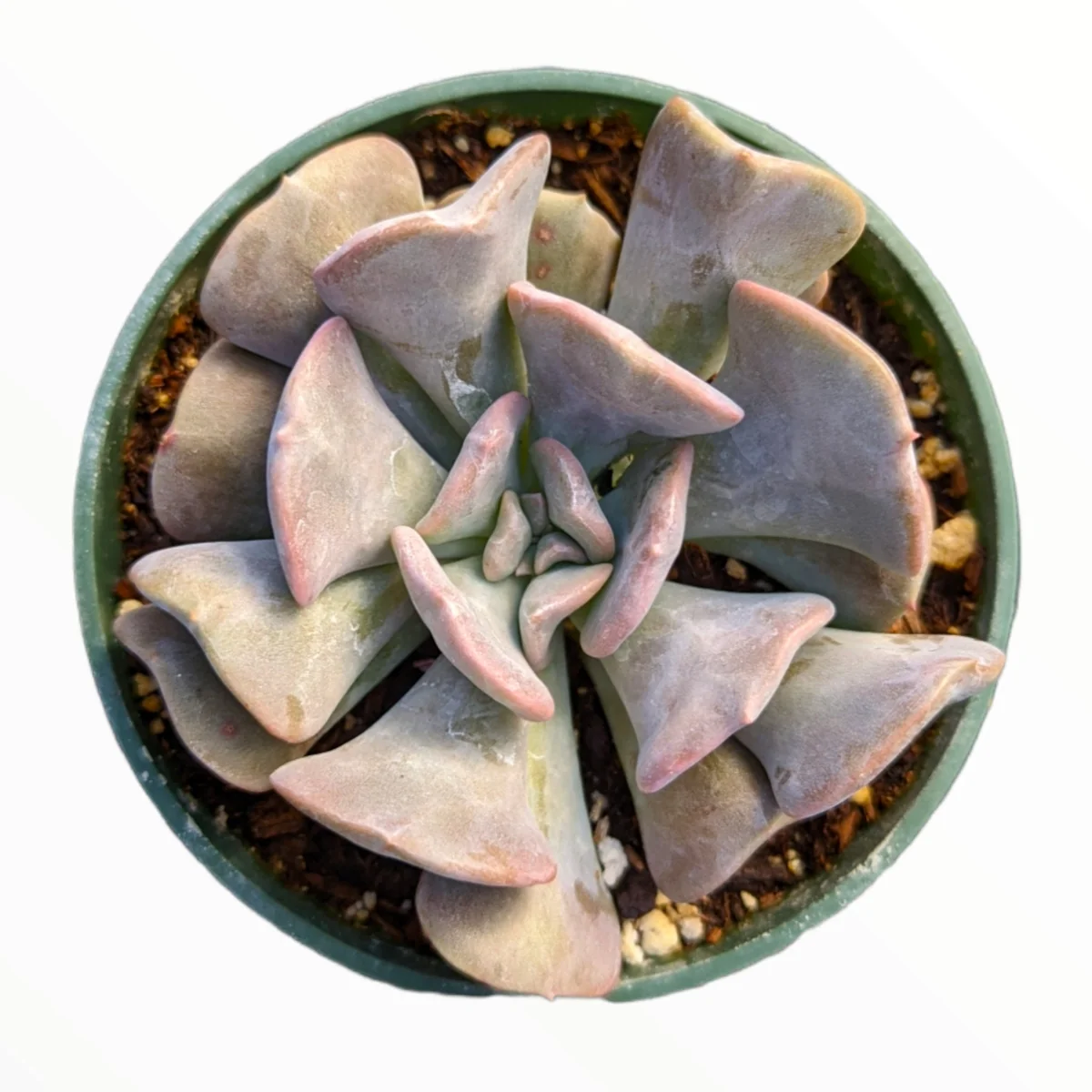 Echeveria 'Cubic Frost' Succulent Live Plant - Lilac Pink Wavy Leaves - Image 2