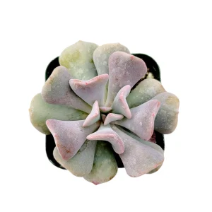 Echeveria 'Cubic Frost' Succulent Live Plant - Lilac Pink Wavy Leaves - Image 3