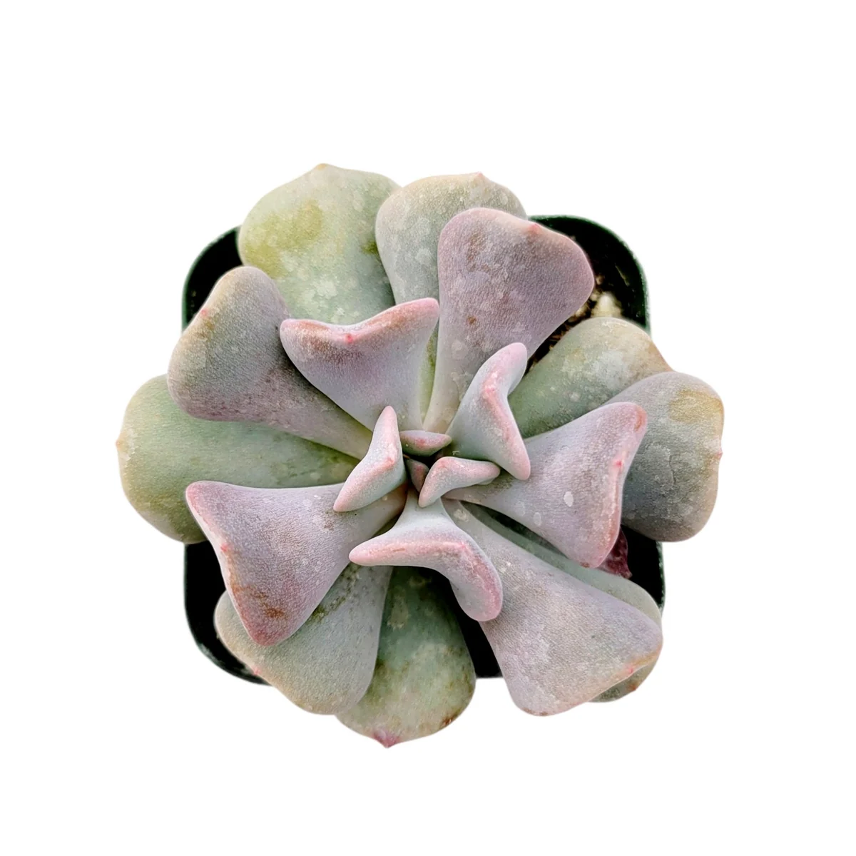 Echeveria 'Cubic Frost' Succulent Live Plant - Lilac Pink Wavy Leaves - Image 3