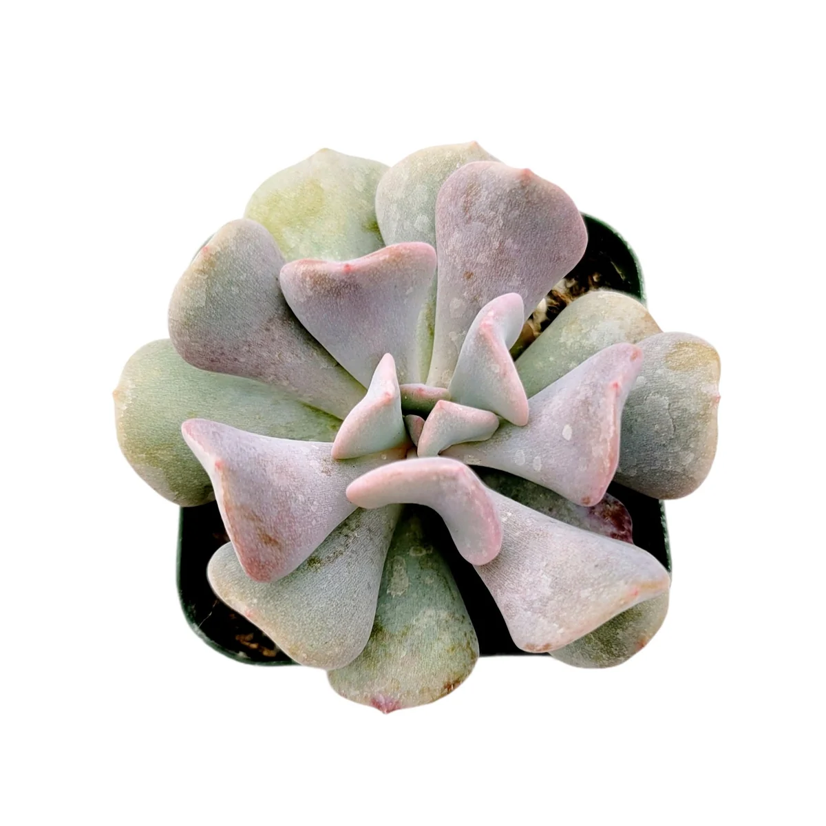 Echeveria 'Cubic Frost' Succulent Live Plant - Lilac Pink Wavy Leaves - Image 4