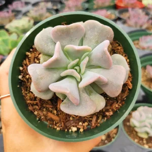 Echeveria 'Cubic Frost' Succulent Live Plant - Lilac Pink Wavy Leaves - Image 5