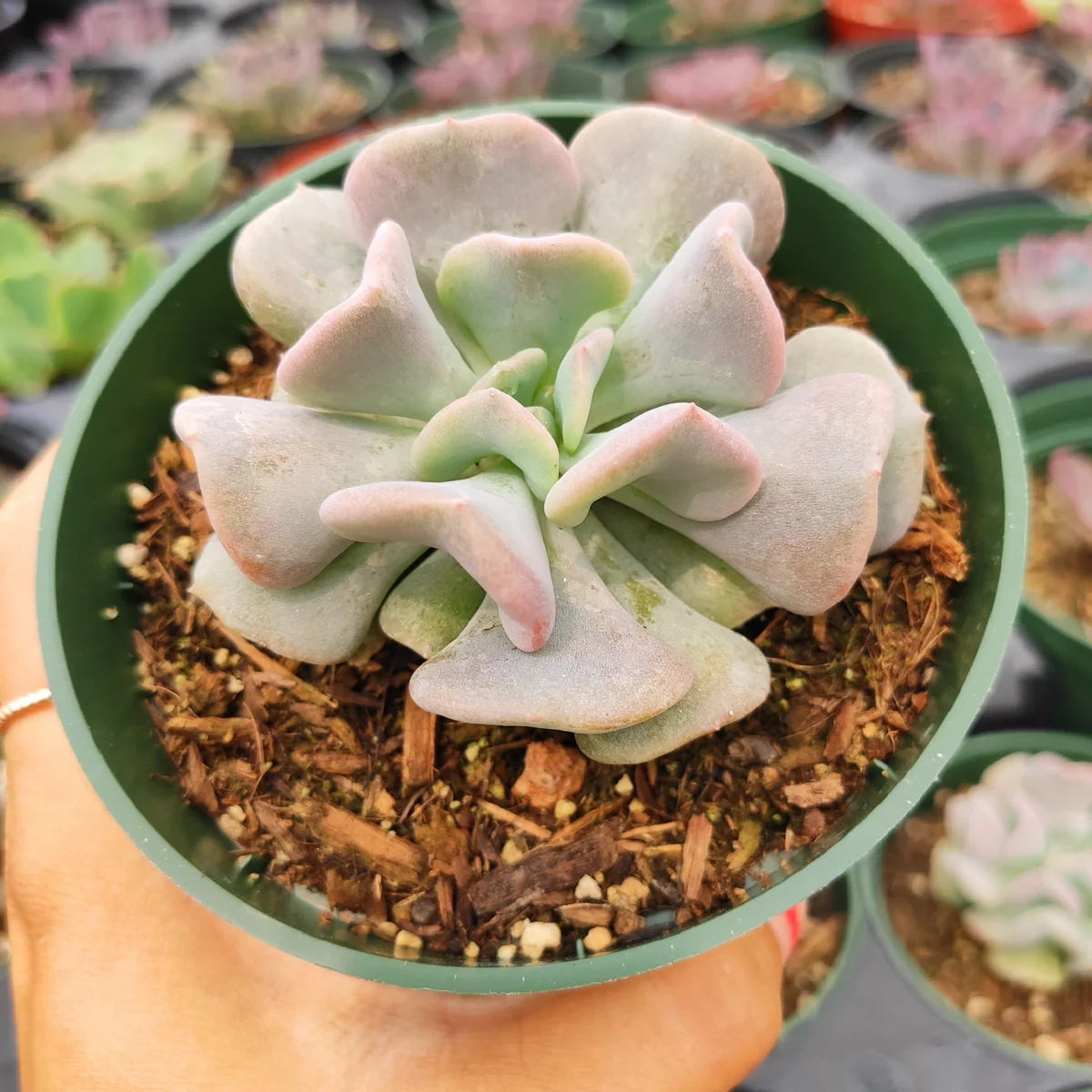Echeveria 'Cubic Frost' Succulent Live Plant - Lilac Pink Wavy Leaves - Image 6