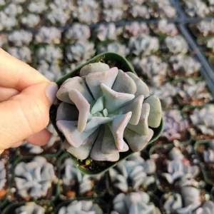 Echeveria 'Cubic Frost' Succulent Live Plant - Lilac Pink Wavy Leaves - Image 7